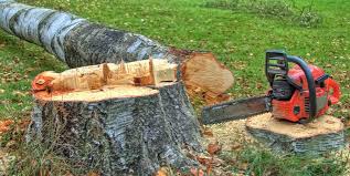 Professional Tree Services in Brownfield, TX
