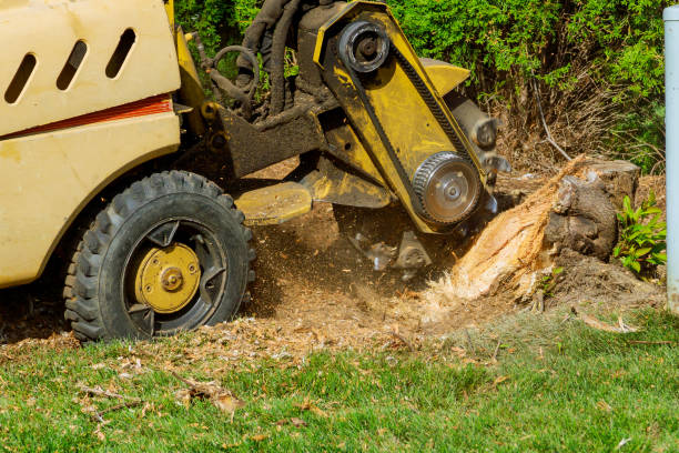 Best Seasonal Cleanup (Spring/Fall)  in Brownfield, TX