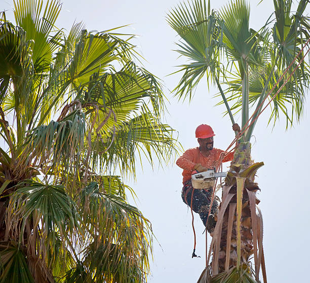 How Our Tree Care Process Works  in  Brownfield, TX